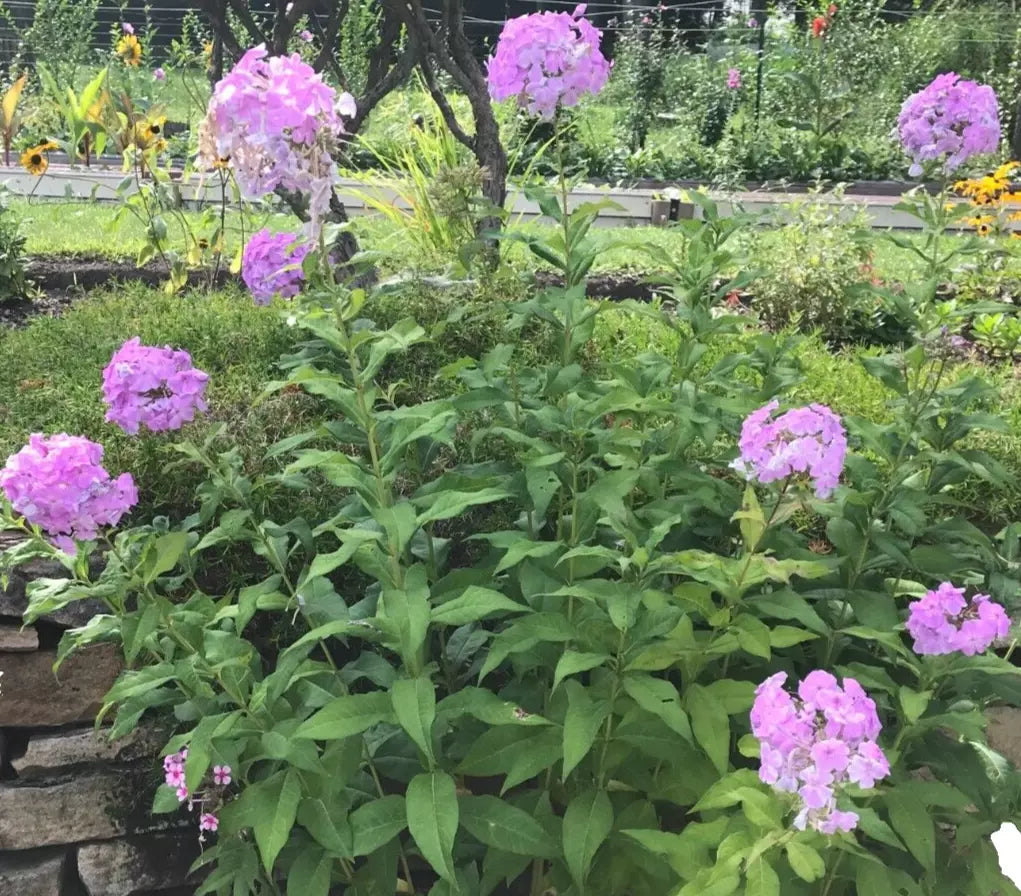 10 Bare Root Tall Phlox Perennials - Pink Butterfly Attracting Flowers (Phlox Paniculata)