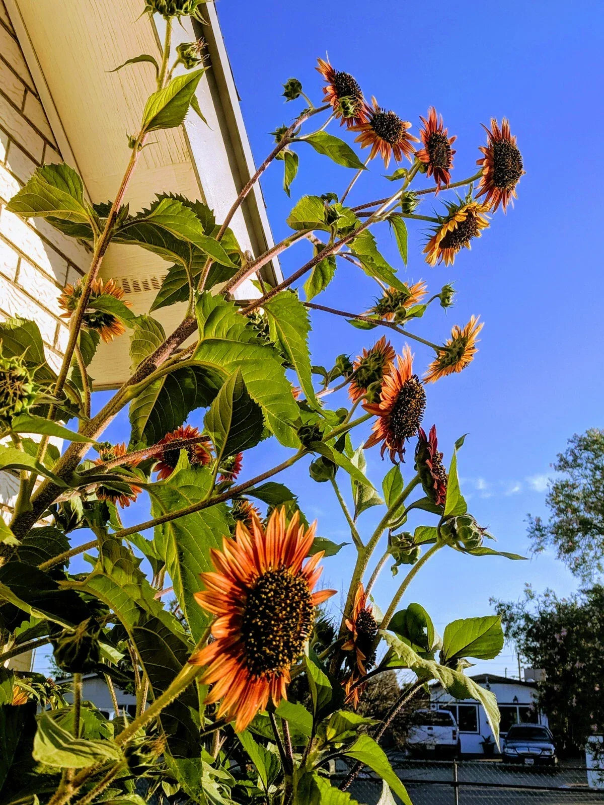 Sunflower Seeds - Velvet Queen - 20 Seeds - Helianthus annuus - Dark Red Blooms for Gardens & Bouquets