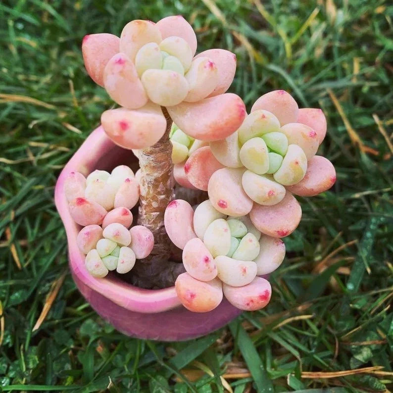 Succulent Seeds - 100 Seeds - Tiscalatengo Gorge Sedum - Drought-Tolerant Ground Cover (Sedum spp.) - Easy to Grow