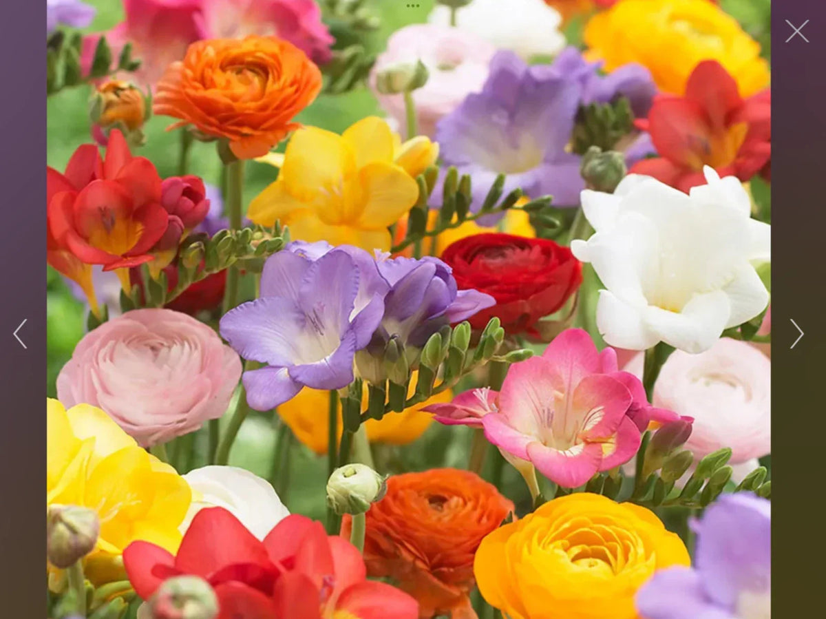 Freesia and Ranunculus Seed Collection - 150 Flower Seeds for Garden Planting, Freesia spp. & Ranunculus spp.