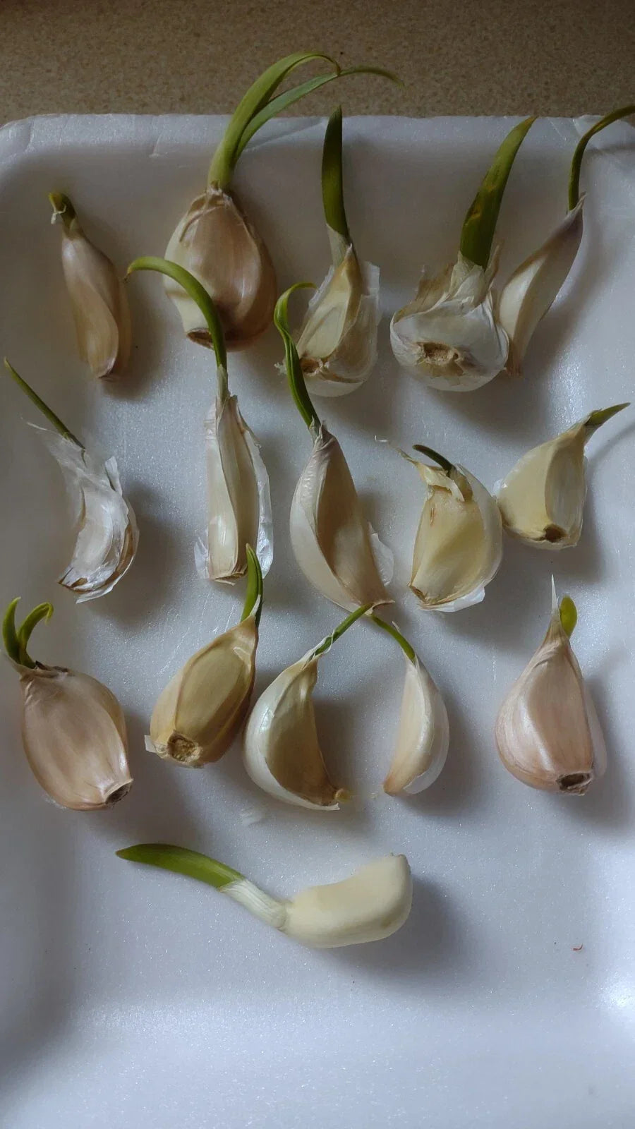 Organic Garlic Cloves for Planting - 15 Pack - Allium sativum - Large White Cloves for Home Garden