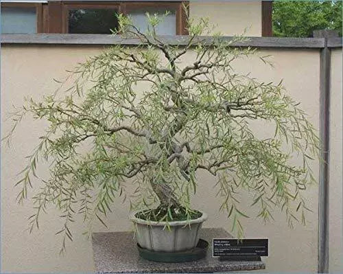Bonsai Tree Thick Trunk Cutting 6-8 Inches Dragon Willow Salix Matsudana Indoor Outdoor Live Plant
