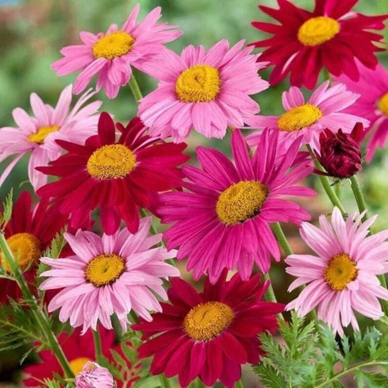 Painted Daisy Seeds - 200 Organic Perennial Seeds - Chrysanthemum cinerariifolium - USA Grown, Bright Colorful Blooms