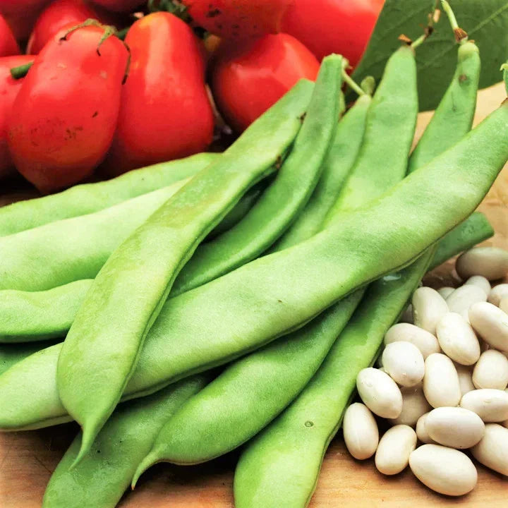 Roma II Romano Bean Seeds - Bush Variety, Italian White, Non-GMO, Phaseolus vulgaris, Ideal for 2025 Planting, 100 Seeds