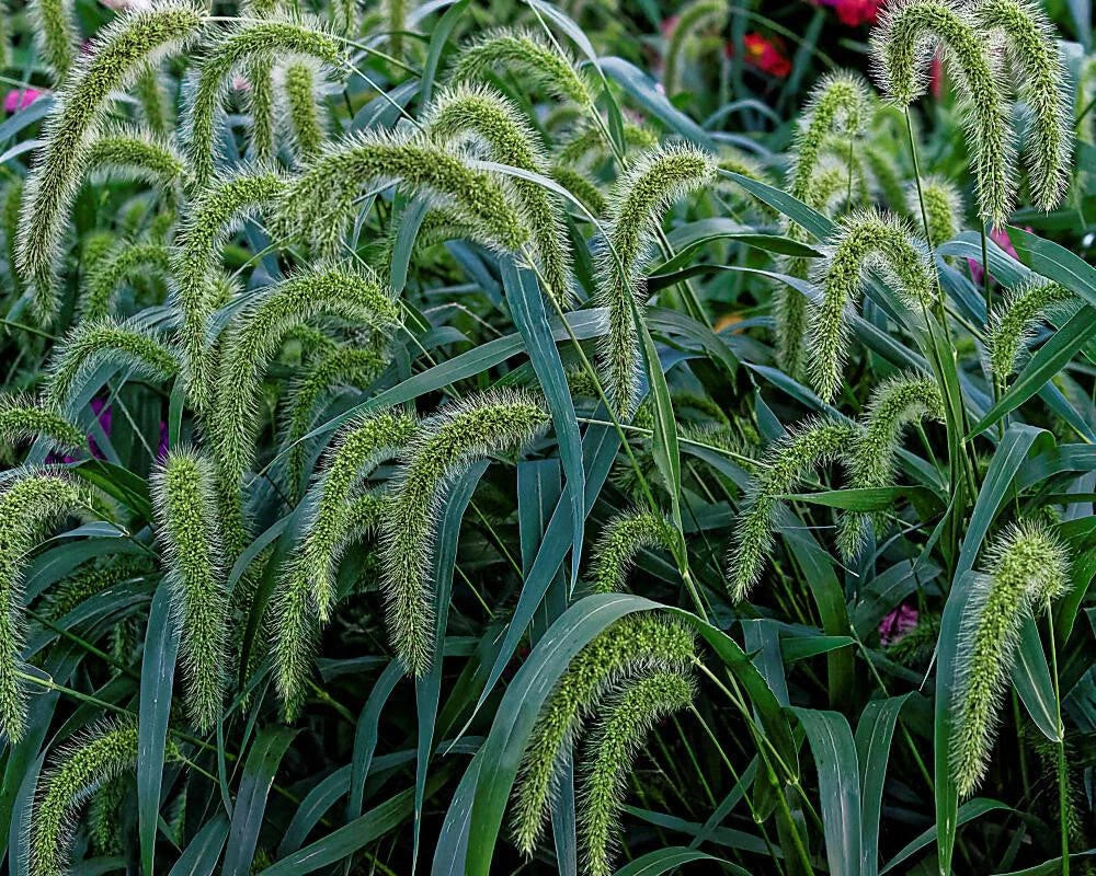 Bristle Grass Seeds - 500+ Premium Setaria faberii - Fast-Growing Ornamental Grass for Garden or Lawn - Drought-Tolerant