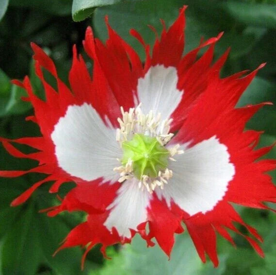 Danish Flag Poppy Seeds 500+ Red White Annual Flower Papaver rhoeas for Vibrant Garden Blooms