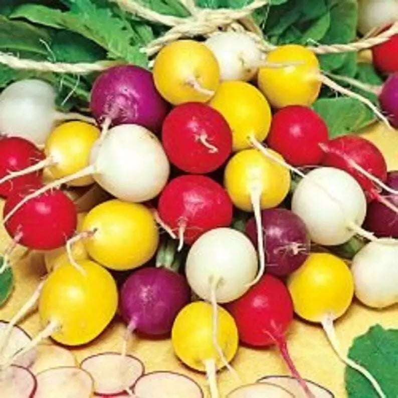 Radish Seeds Mix - Colorful Crayon Colors - Easy Grow Variety - Raphanus sativus - Quick Harvest for Salads and Snacks