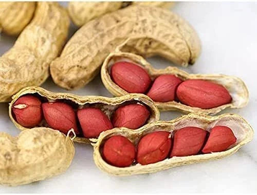 Tennessee Red Peanut Seeds - 20 Count - Arachis hypogaea - Heirloom Variety for Home Gardening and Culinary Use