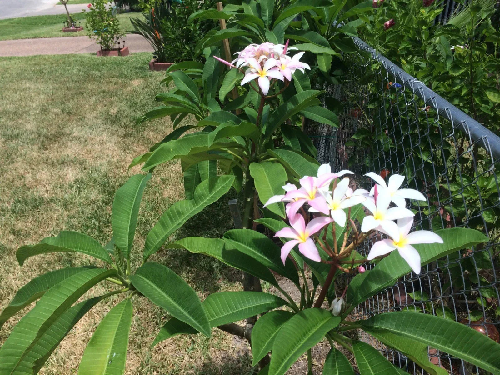 Plumeria Cuttings 9-12" 'Slaughter Pink' Freshly Cut Plumeria Rubra for Tropical Gardens and Container Planting