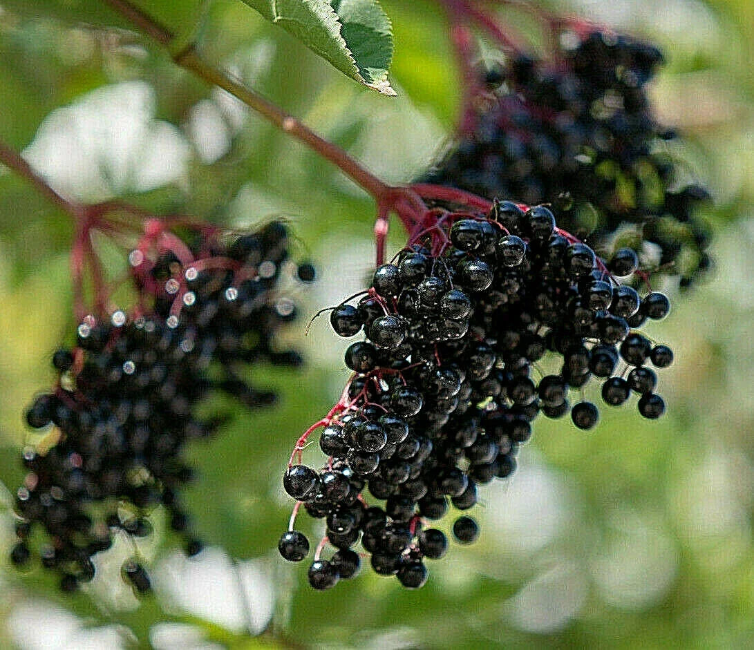 European Black Elderberry Seeds - 80 Count - Medicinal Tree - Sambucus nigra - USA Seller - Antioxidant Rich Berries