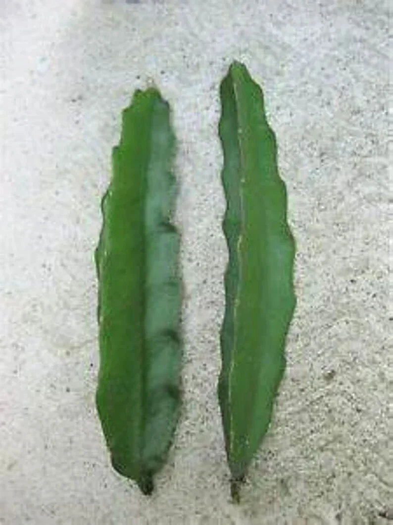 Aussie Gold Dragon Fruit Cuttings - 8" Fresh Isis Gold - Hylocereus undatus - Exotic Fruit Plant for Home Gardening