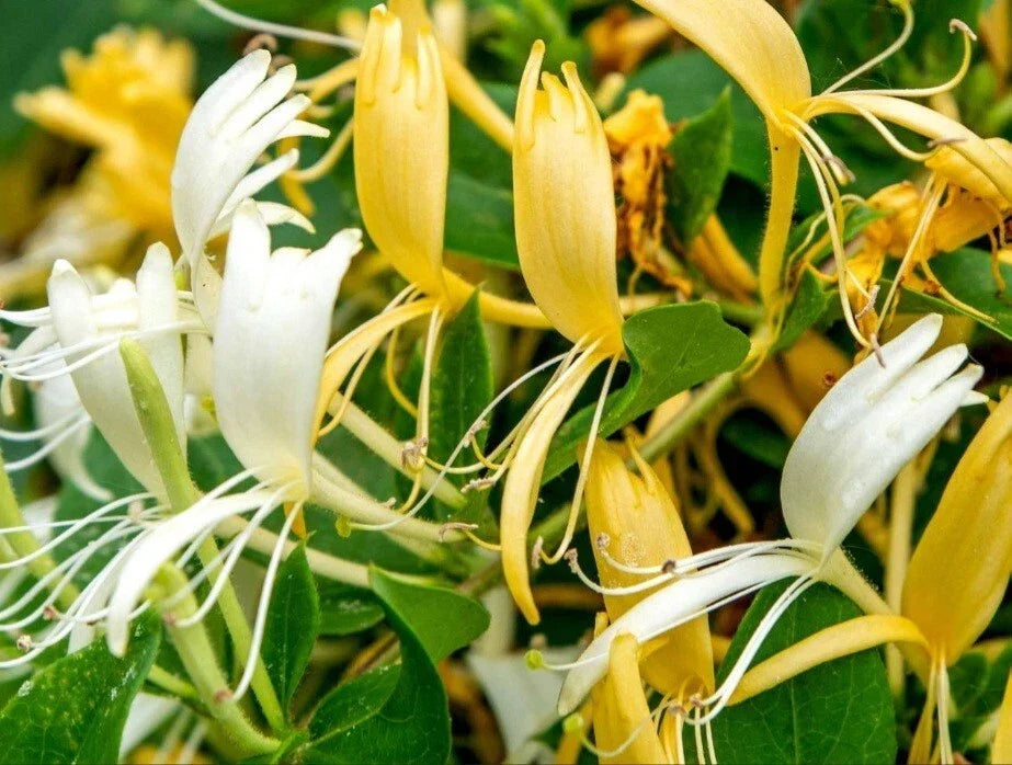 Japanese Honeysuckle Cuttings - 15 White & Yellow Flowering Cuttings for Propagation - Lonicera japonica