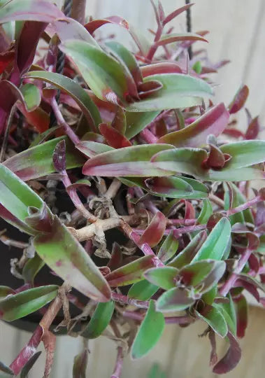 Cyanotis Obtusa Trimen Starter Plant - Purple & Green Wandering Jewel - Low Maintenance Houseplant - Indoor/Outdoor Companion Plant