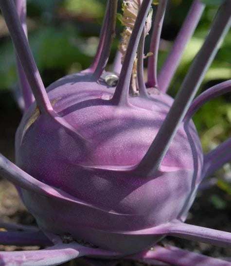 Kohlrabi Seeds - Purple Vienna - Non-GMO Vegetable Seeds - Brassica oleracea - High Germination Rate for Home Gardening