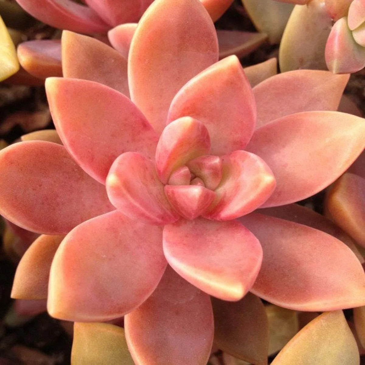 Graptopetalum California Sunset Succulent Plant - 2.5" Rooted Pot - Colorful Foliage - Drought-Tolerant GraptoSedum