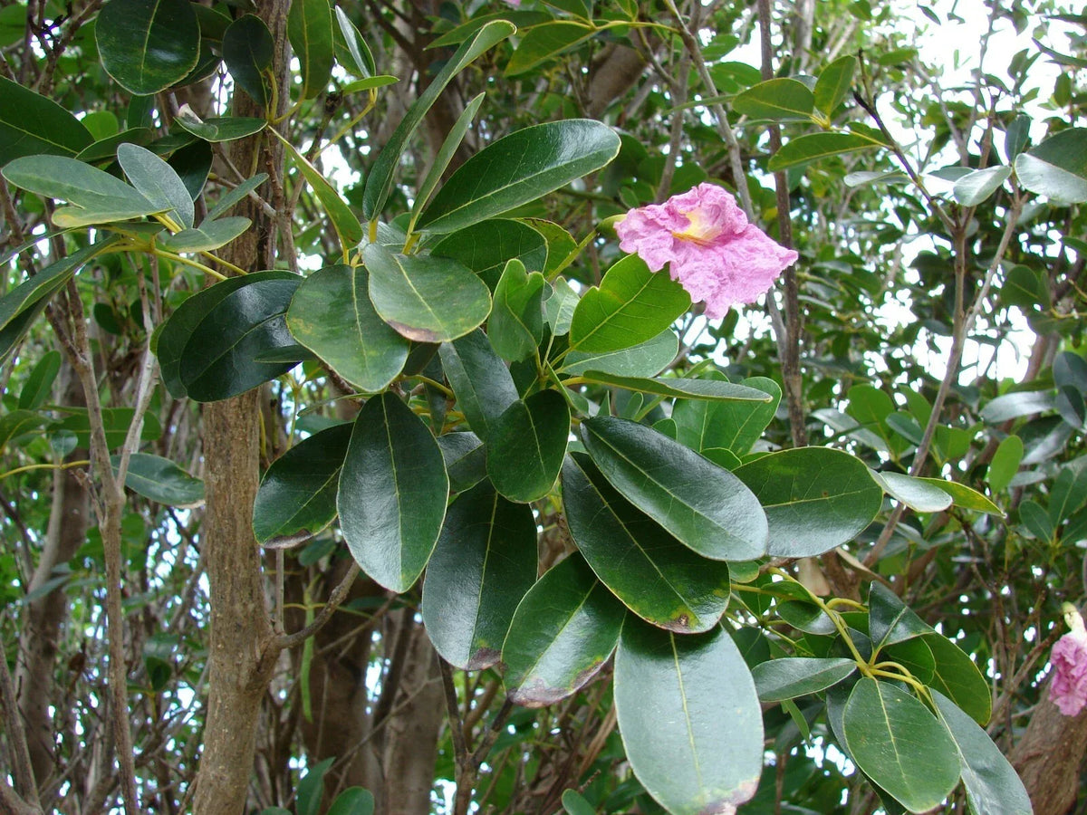 Pink Poui Flowering Trumpet Seeds, 20 Count, Tabebuia rosea, Tropical Tree with Pink Blooms, Drought-Tolerant, Low Maintenance