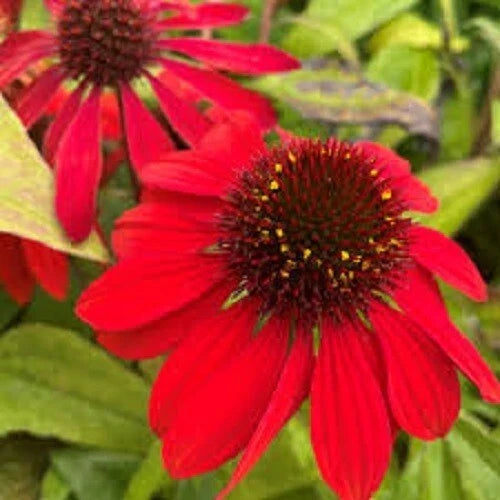 50 Sangita Coneflower Seeds, Purple-Pink Echinacea Purpurea, Perennial Flower Seeds for Garden, USA Seller