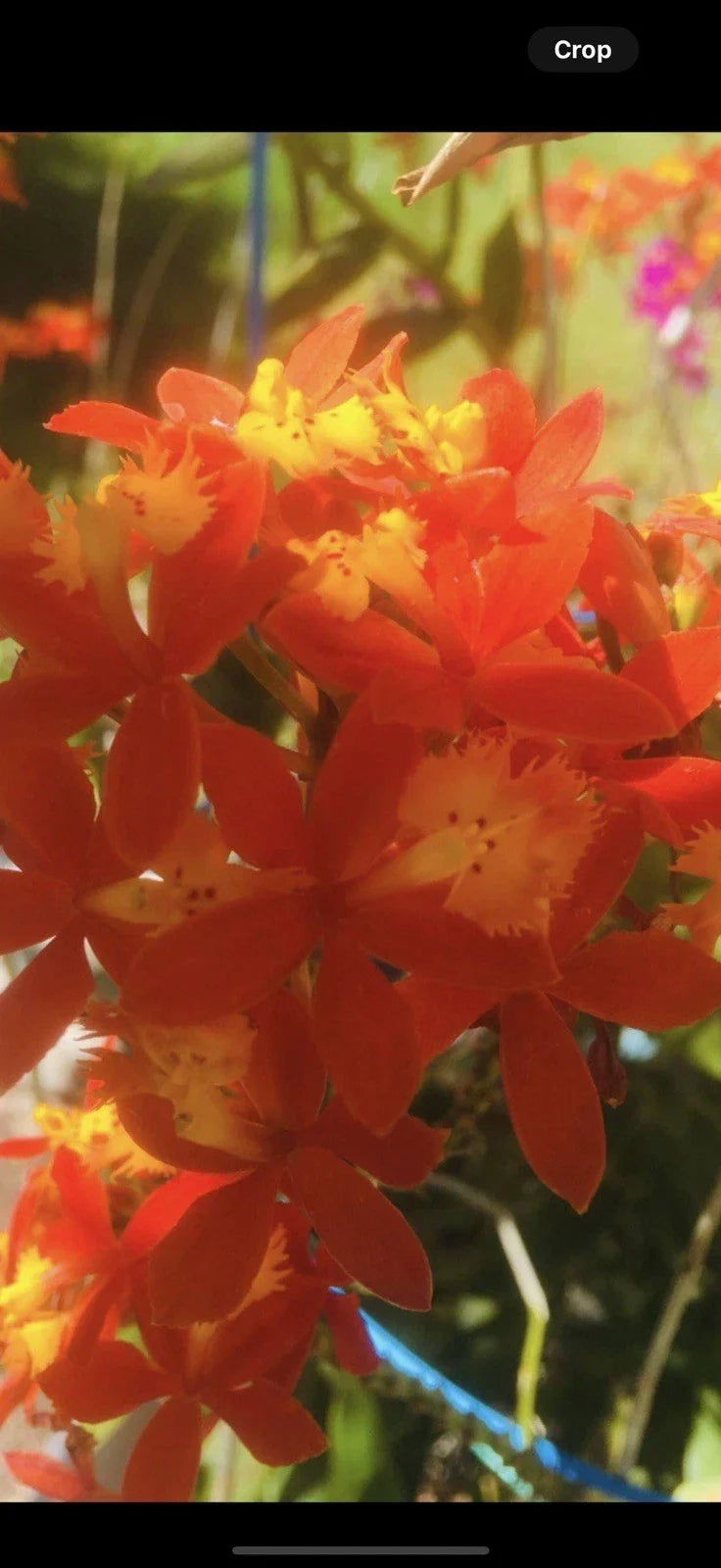Rooted Red Epidendrum Plants - 4 Pack - Epidendrum radicans - Easy Care Orchids for Indoor/Outdoor Gardens