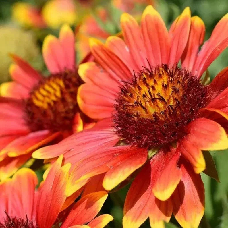 Indian Blanket Seeds - 200 Organic Gaillardia pulchella - Vibrant Wildflower Seeds for Garden - USA Grown, Non-GMO