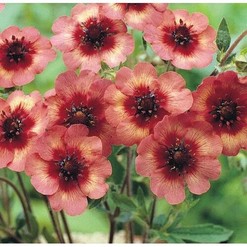 Potentilla Melton Fire Seeds, 1000 Count, Deep Pink Flowers, Perennial Ground Cover, Potentilla fruticosa