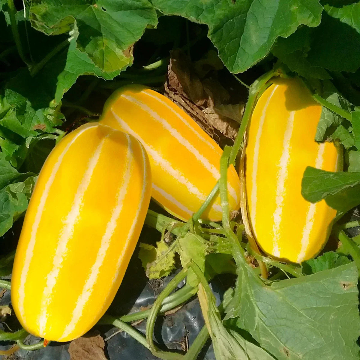 Golden Giant Korean Melon Seeds - Packet of 10 - Hybrid Yellow with White Stripes - Cucumis melo - Perfect for 2025 Planting