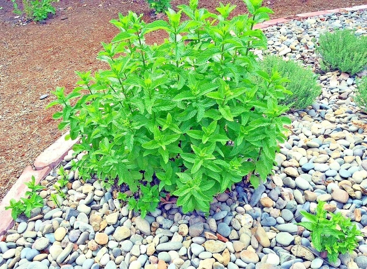 Organic Peppermint Seeds - 301+ Count - Culinary Medicinal Herb - Mentha × piperita - Shade Garden Container Plant