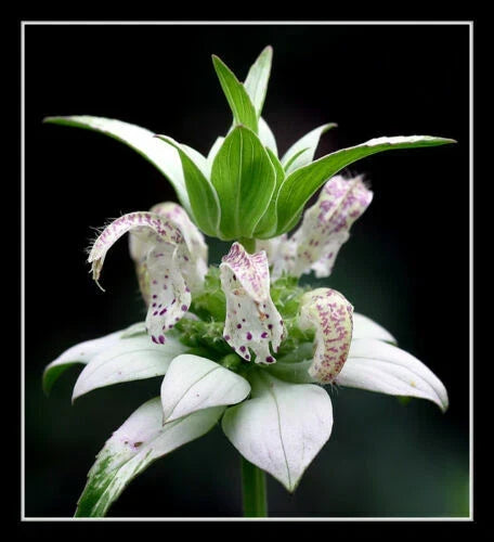 Beebalm Seeds - 320 Premium Seeds - Spotted White - Monarda punctata - Rare Perennial for Garden Pollinators
