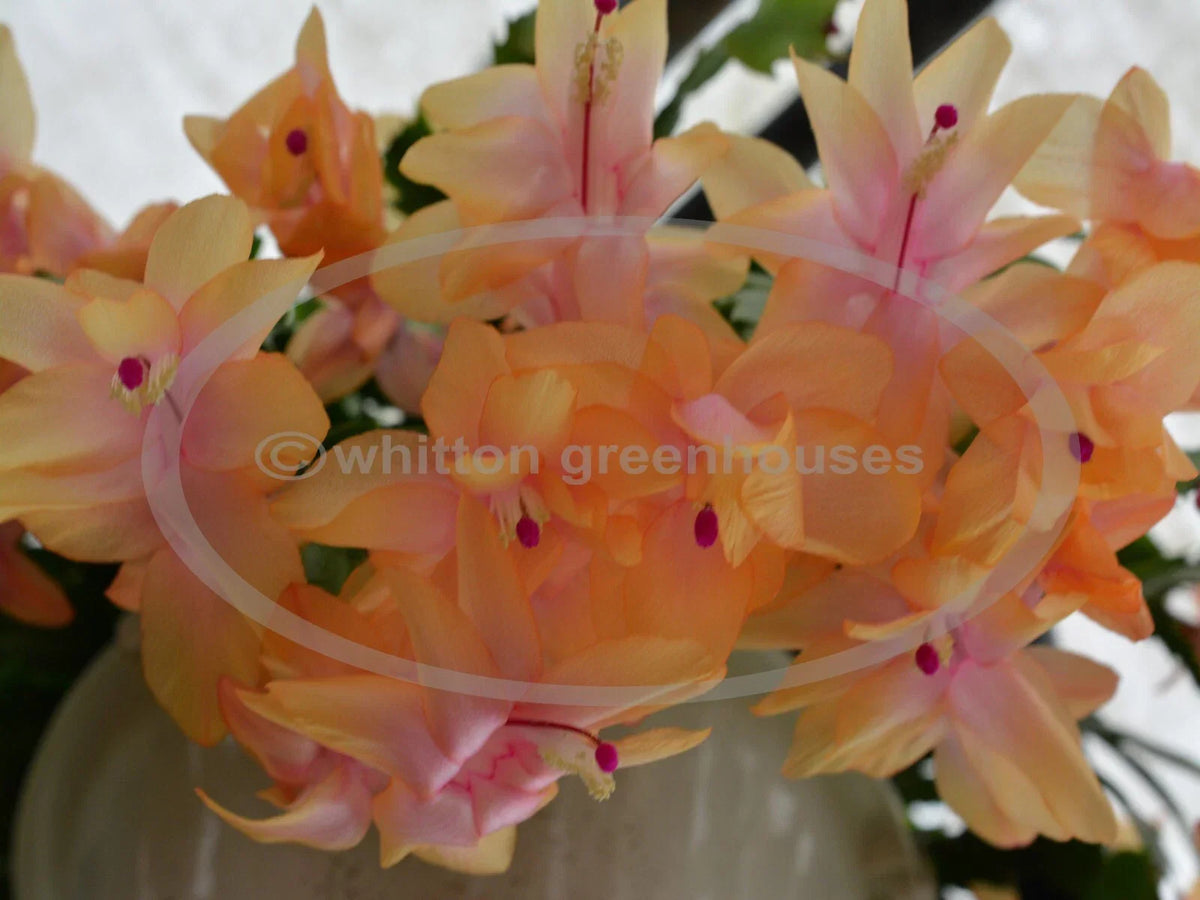 Thanksgiving/Christmas Cactus Cuttings - Rootless Schlumbergera "Outono Brazil" - Healthy Plant Cuttings for Propagation