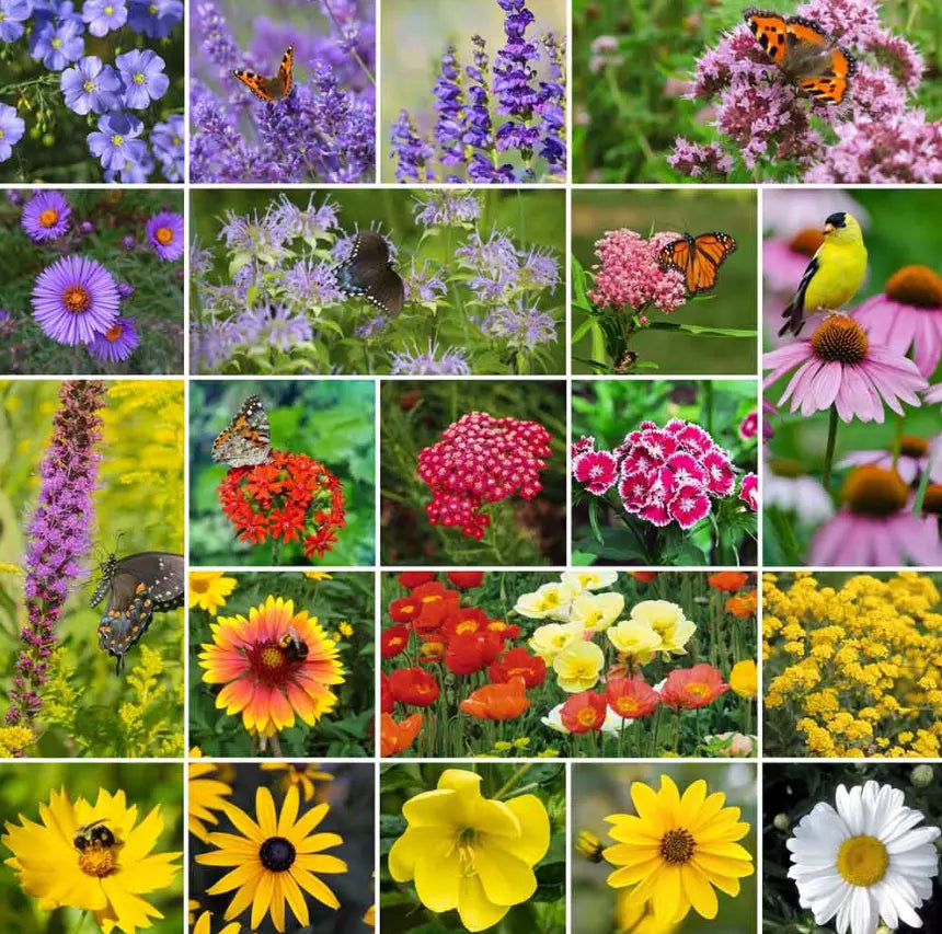 Perennial Pollinator Mix Seeds - 1000 Non-GMO Seeds for Bees & Butterflies - 20 Flower Varieties for Summer-Fall Blooms