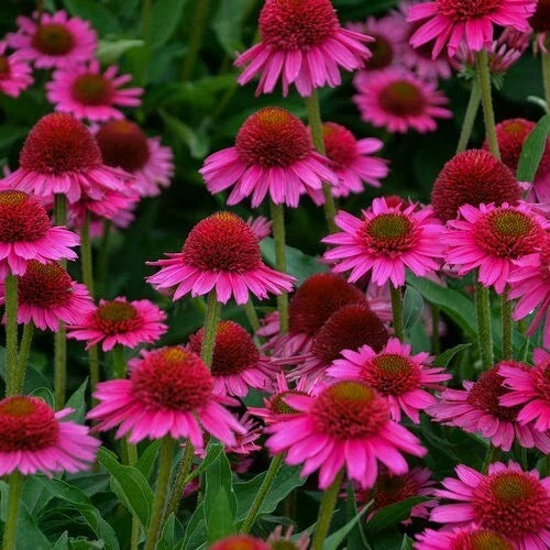 50 Candy Coneflower Seeds - Echinacea purpurea - Vibrant Perennial Flower Seeds for Garden Planting