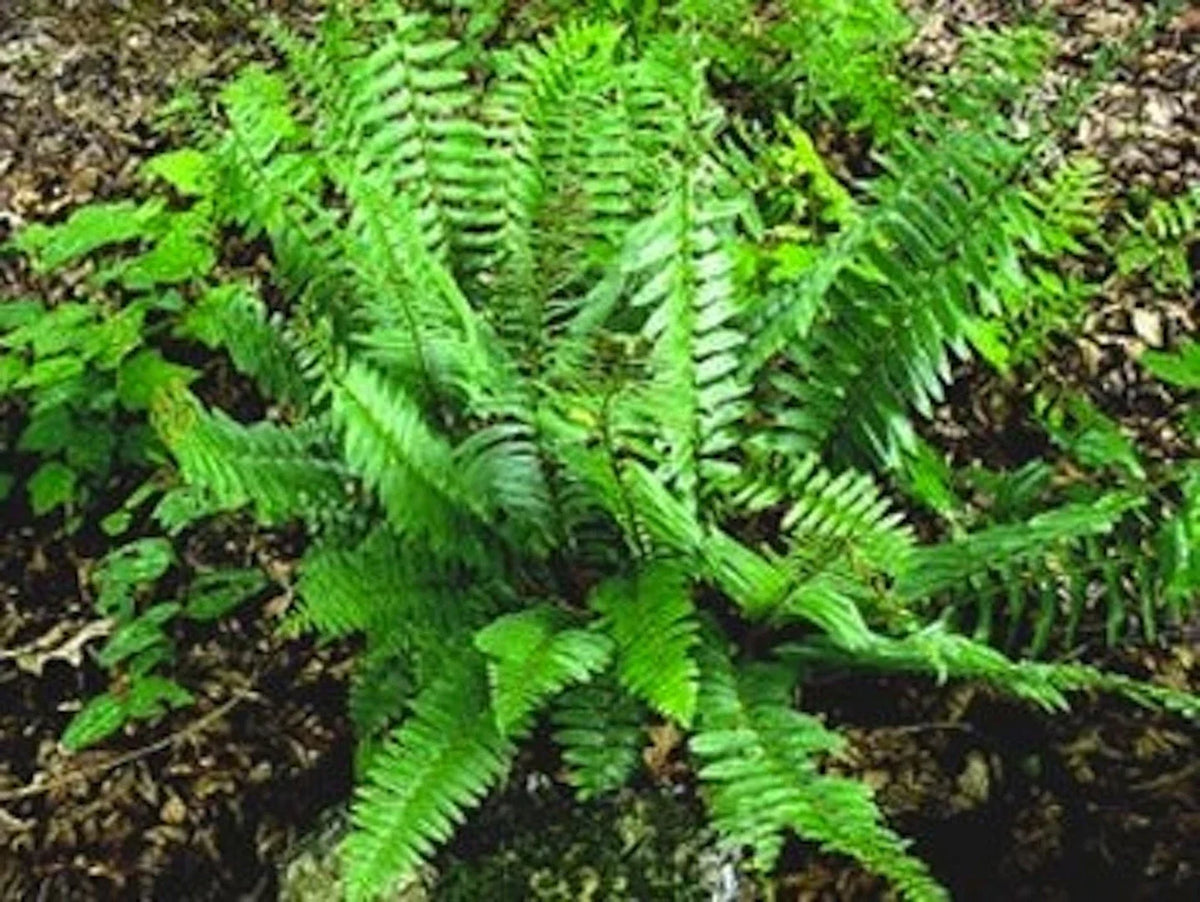 Christmas Fern Bare Root Plants - 3 Premium Native Ferns - Polystichum acrostichoides - Ideal for Shaded Gardens