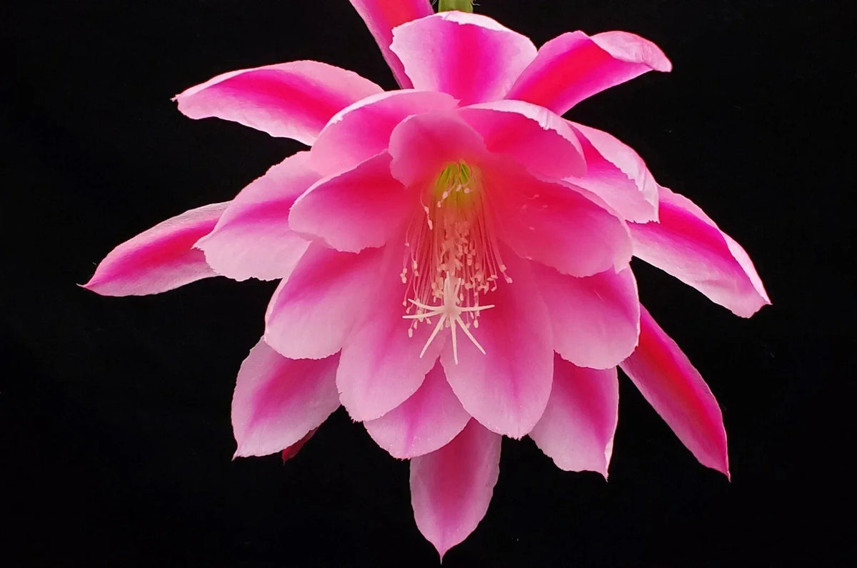 Epiphyllum 'Grand Baroque' Rooted Cutting - Rare Orchid Cactus - Tropical Indoor Plant - Epiphyllum oxypetalum