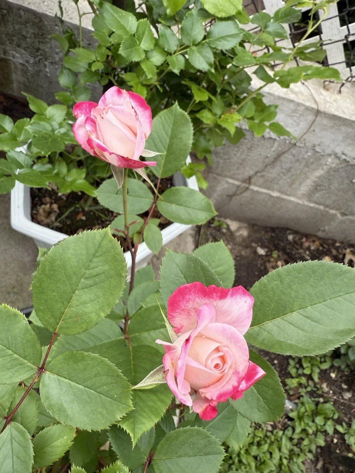 Candy Cane Cocktail™ Shrub Rose - Live Plant (1 QT) - Colorful Striped Blooms - Rosa 'Candy Cane Cocktail' - Garden Decor