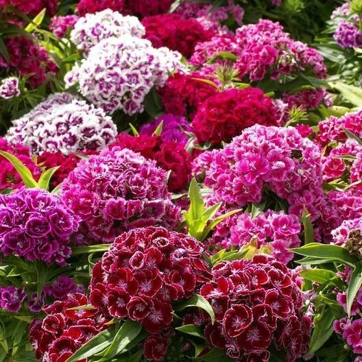 Sweet William Seeds - 200 Non-GMO Herald of Spring Mix - Dianthus barbatus - Ideal for Partial Shade