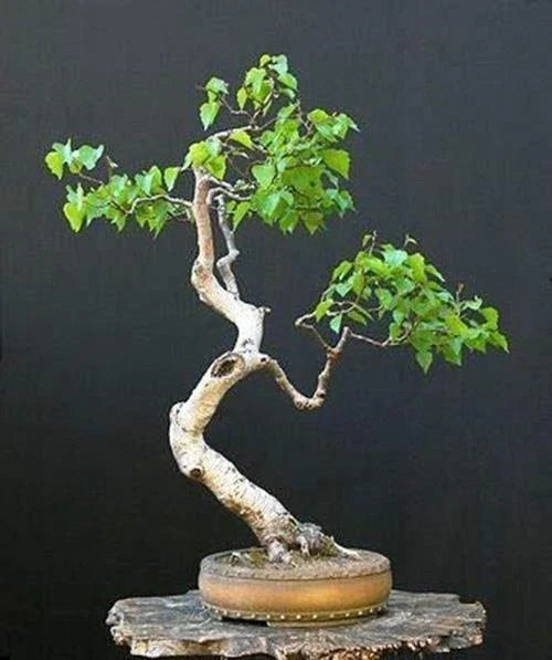 Bonsai Tree Seeds - 100+ White Paper Birch Seeds - Betula papyrifera - USA Grown - Compact, Unique Bark for Indoor/Outdoor Use