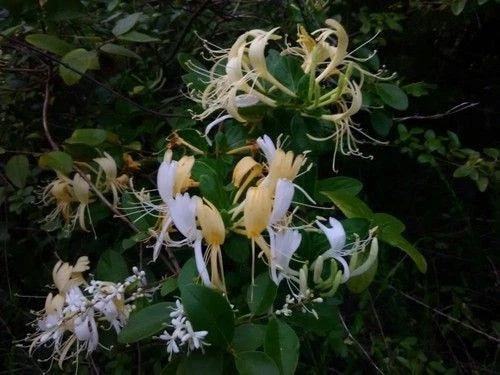 Live Rooted Japanese Honeysuckle Vine 5 Pack Heirloom Lonicera japonica Fragrant Southern Alabama Heritage