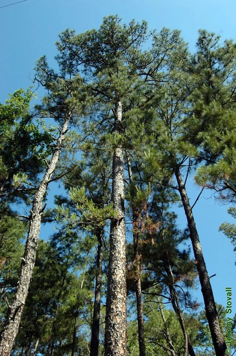Shortleaf Pine Live Starter Tree 8-12" Bare Root Pinus echinata - Resilient Native for Southeastern US Landscapes