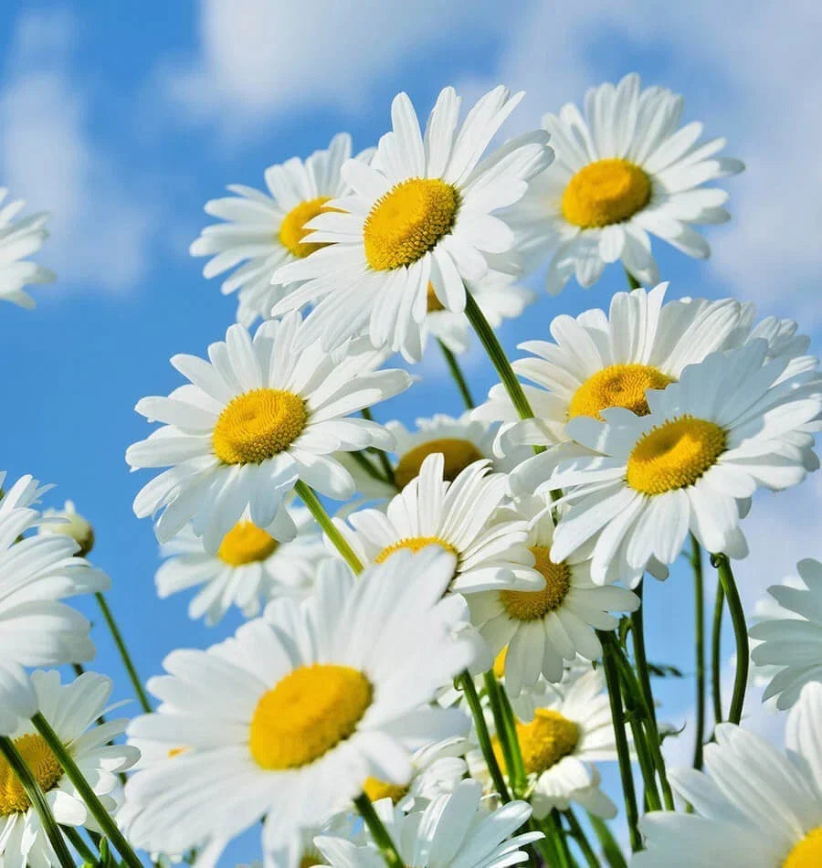 Shasta Daisy Seeds - 501+ Count - Easy to Grow Wildflower - Leucanthemum × superbum - Perfect for Summer Garden Containers