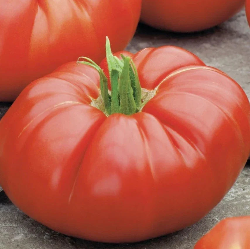 Heirloom Beefsteak Tomato Seeds - 100 Count Non-GMO - Determinate Bush Variety - Solanum lycopersicum - Perfect for Slicing