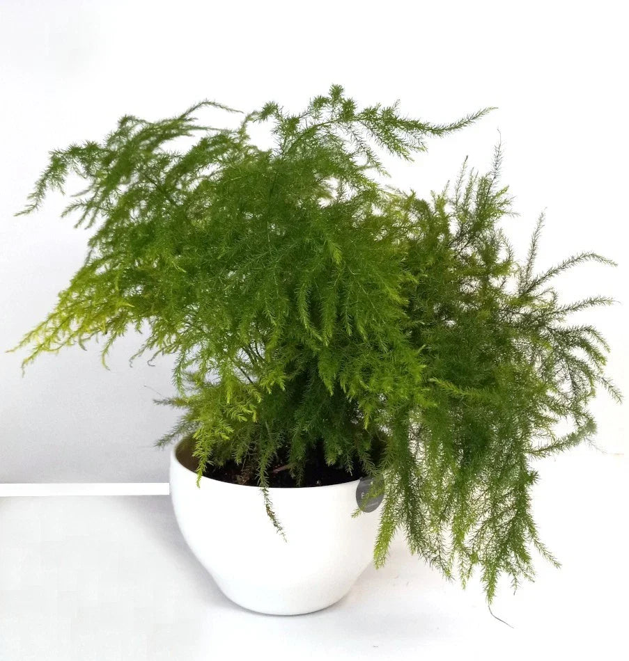 Potted Live Fern Leaf Plumosus Plant - Easy Care Indoor Greenery, Nephrolepis exaltata, Air-Purifying House Plant