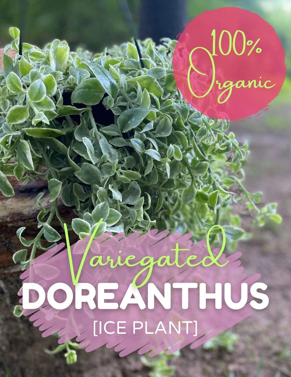 Variegated Ice Plant Cutting - Organic Live Rooted Succulent - Dorotheanthus bellidiformis - Vibrant Green, Cream, Pink Foliage