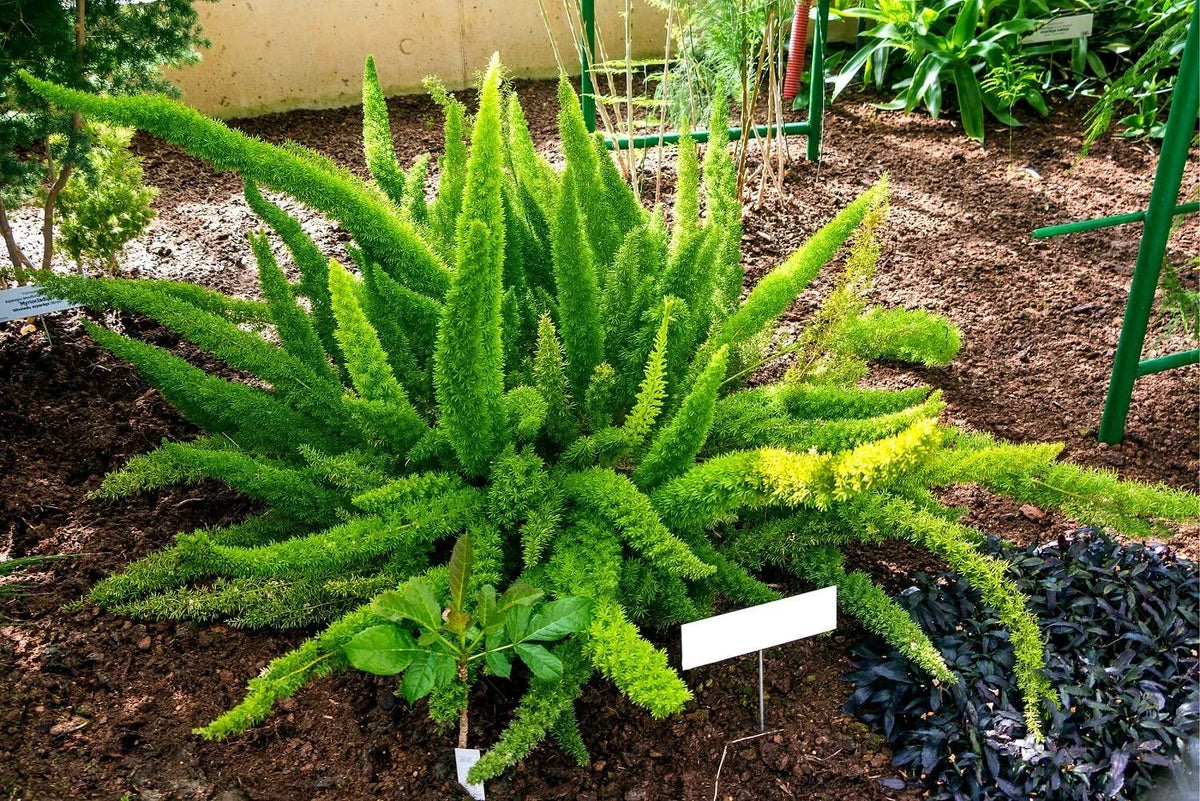 Asparagus Fern Seeds - 6 Pack - Asparagus densiflorus Meyeri - Easy Care Indoor Plant - Vibrant Green Foliage