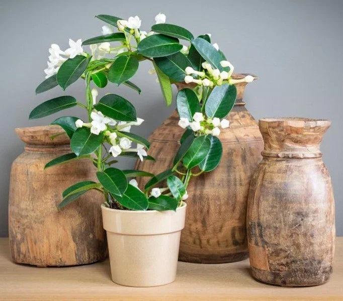 Madagascar Jasmine Starter Plant - Small Rooted Green Leaf Stephanotis - Fragrant Indoor Flowering Plant - Stephanotis floribunda