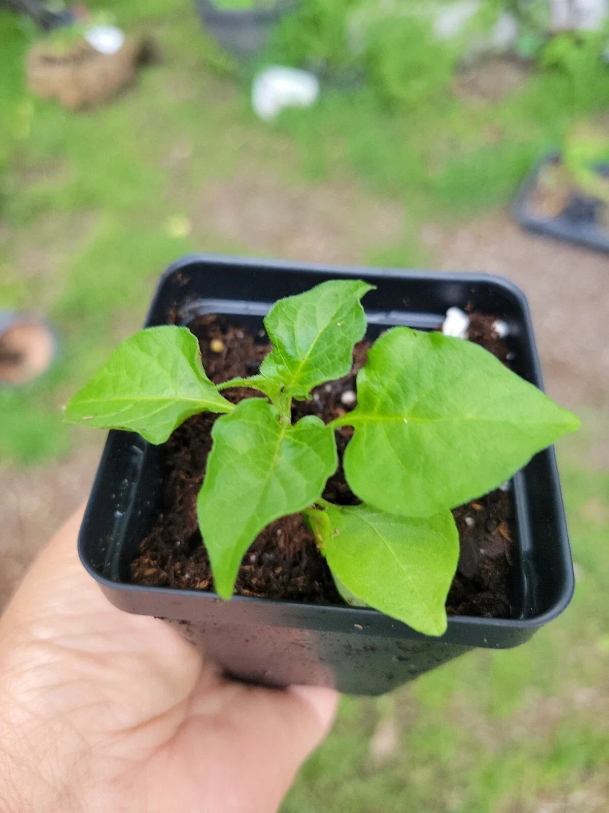 Ghost Pepper Plant 2" Pot Bhut Jolokia Non-GMO Capsicum chinense Hot Pepper Starter Plant
