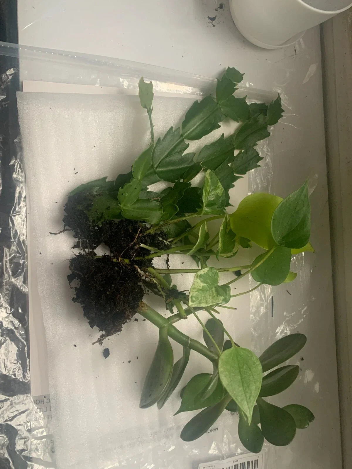 Rooted Indoor Plant Set - Jade, Cactus, Pothos - Crassula ovata, Cactaceae, Epipremnum aureum - Air-Purifying Home Décor