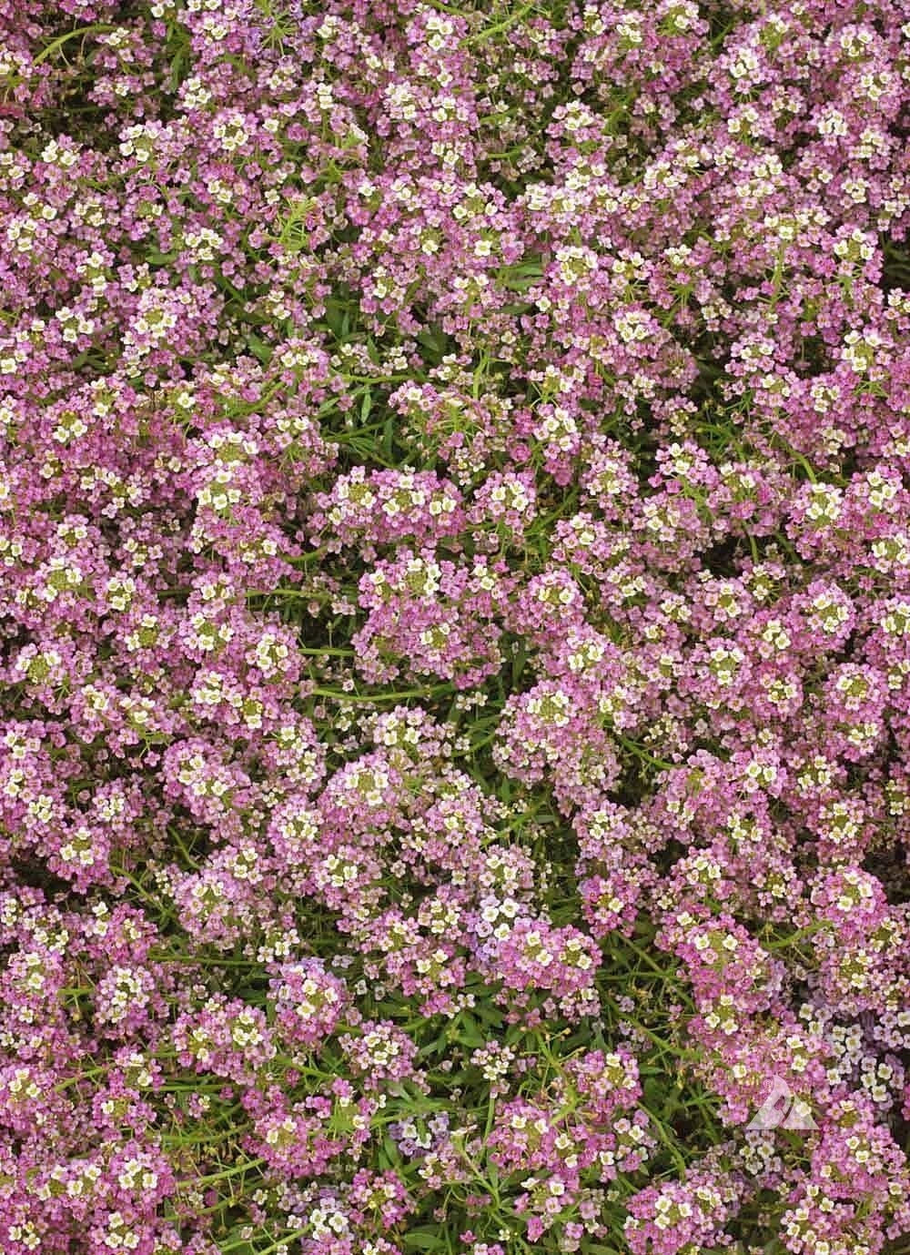 Dwarf Pink Alyssum Seeds - 1000 Non-GMO Seeds, Fragrant Groundcover, Sweet Alyssum (Lobularia maritima)