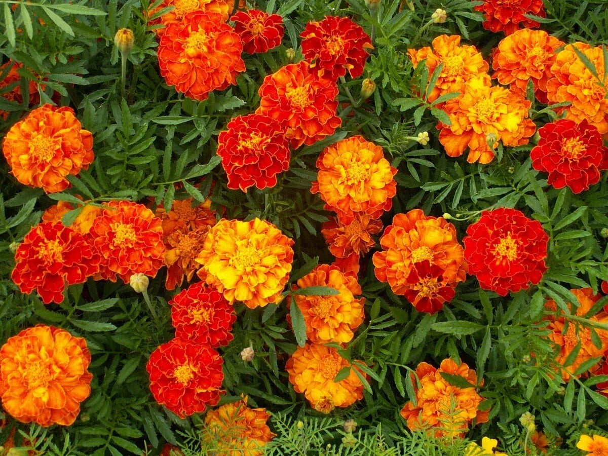 Marigold Seeds 150+ Pack French Sparky Mix Flowers Tagetes patula Non-GMO Wildflower Seeds for Garden Pollinators