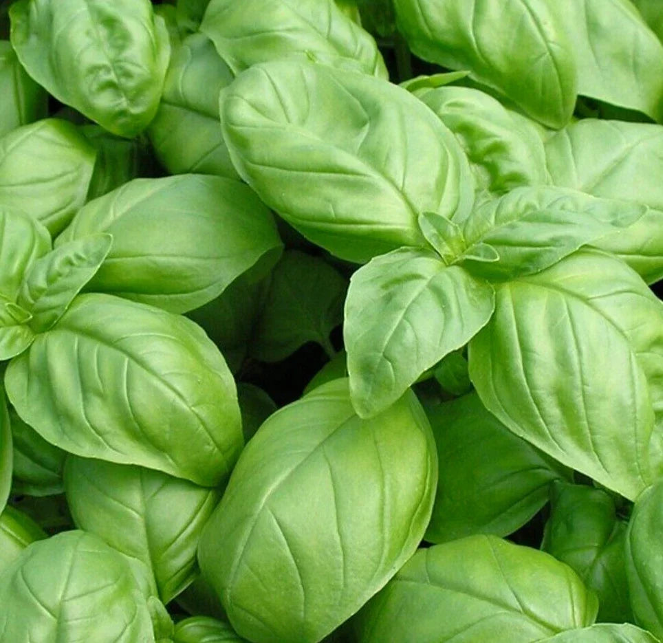Italian Large Leaf Basil Seeds 600+ Non-GMO Annual Herb - Ocimum basilicum, Perfect for Home Garden Cooking