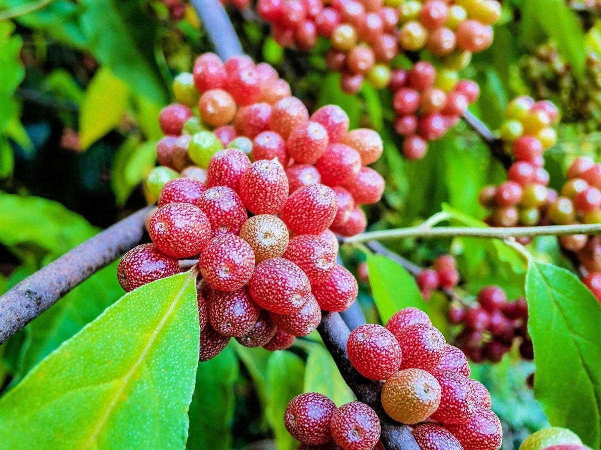 Silver Buffalobery Seeds - 100 Seeds for Planting - Shepherdia argentea - Hardy Native Shrub for Wildlife Gardens