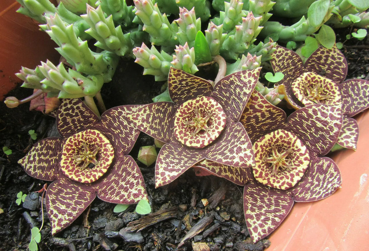 Orbea Variegata Starfish Plant - 3" Diameter Potted Succulent - Unique Variegated Foliage - Easy Care, Low Maintenance